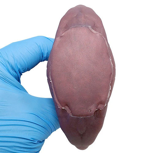 クロウラー シリコン製アナルプラグ Lサイズ画像5